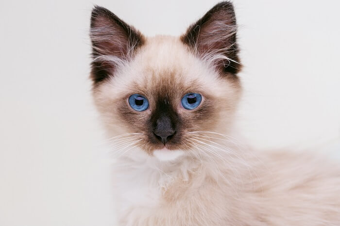 Birman Cat History