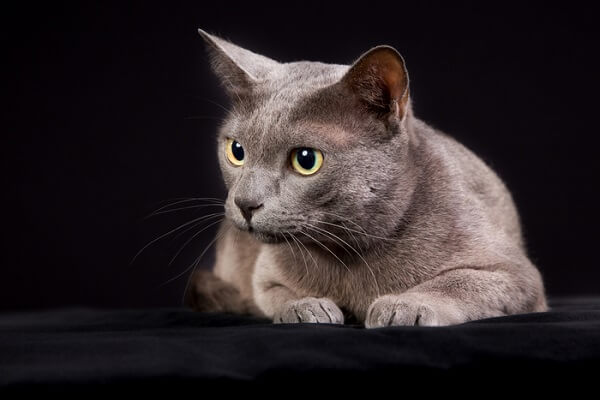 Korat cat