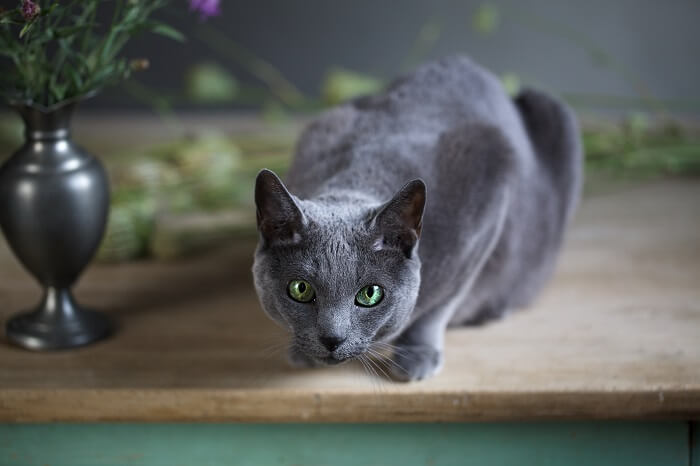 Russian Blue Cat Care