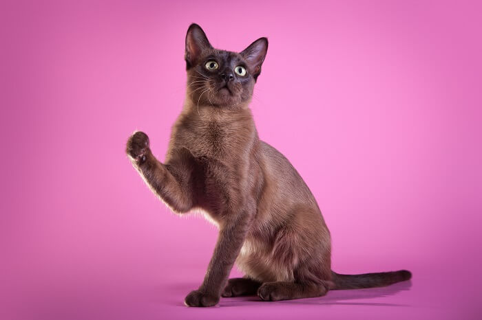 Tonkinese cat