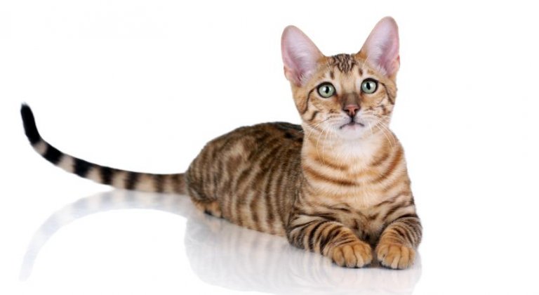 Toyger