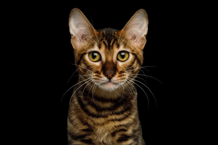 Toyger Cat History