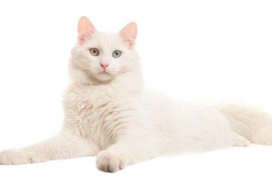 Turkish Angora