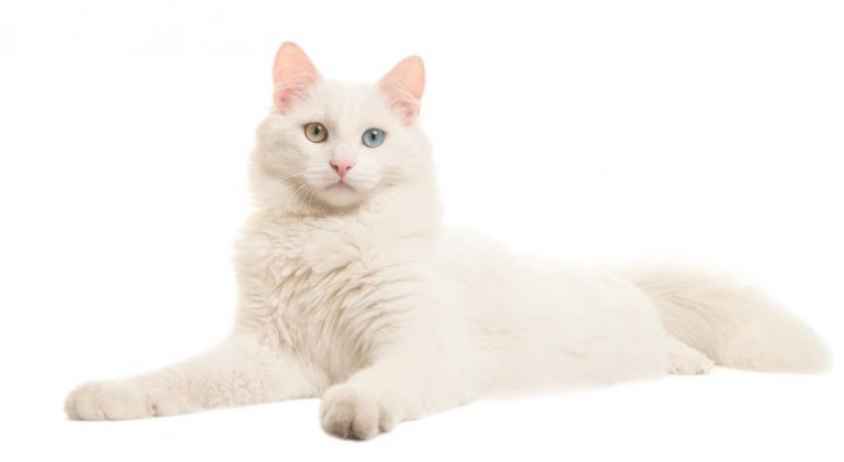 Turkish Angora