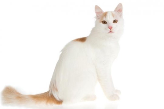 Turkish Van