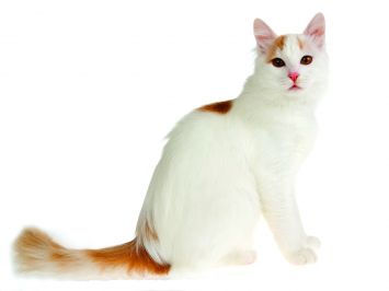 About the Turkish Van Cat