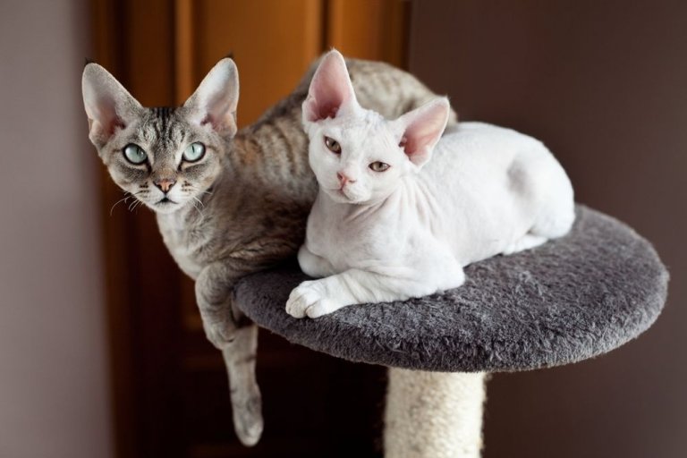 About the Devon Rex Cat