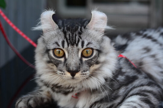 American Curl cat