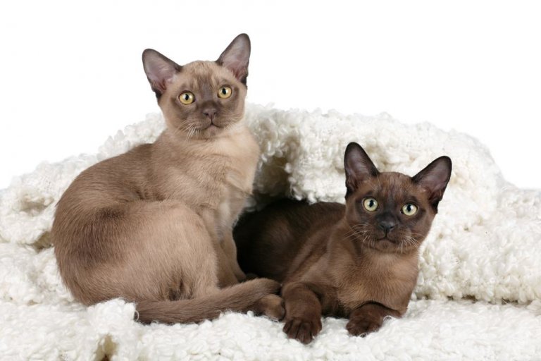 Burmese Cat History