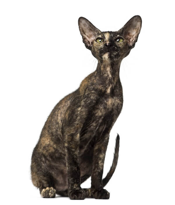 Peterbald Cat History