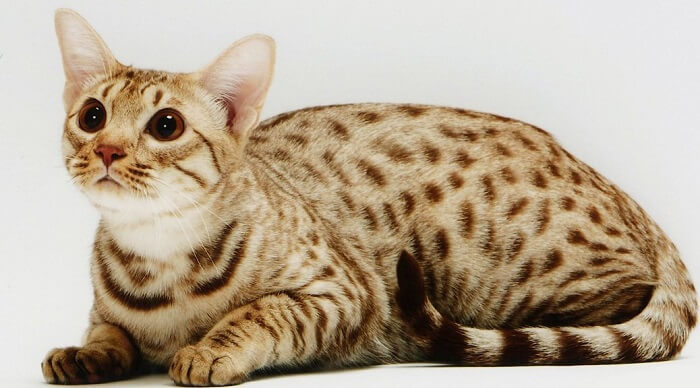 About the Ocicat Cat