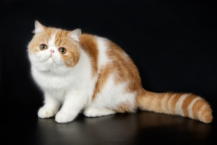 Exotic shorthair cat