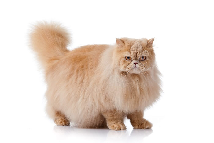 Persian cat