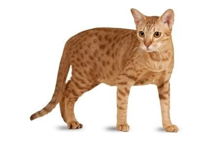 Ocicat Cat History