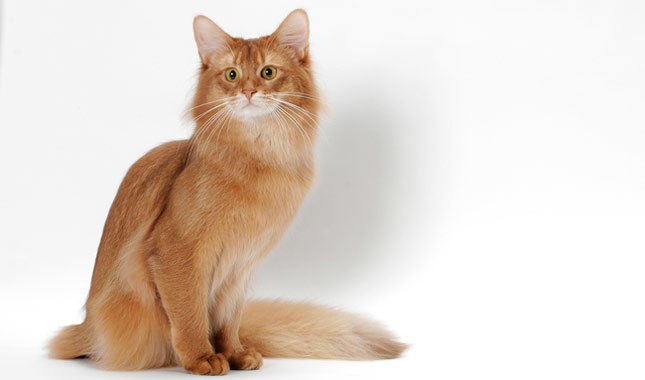 Somali Cat Care