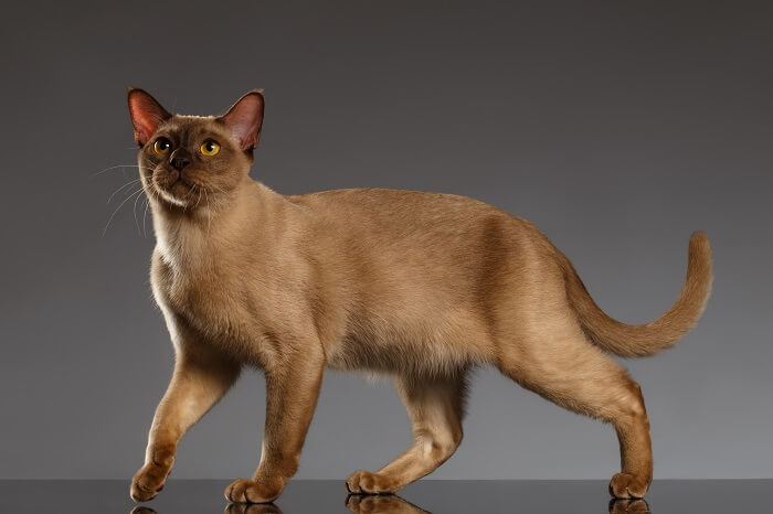 Burmese Cat