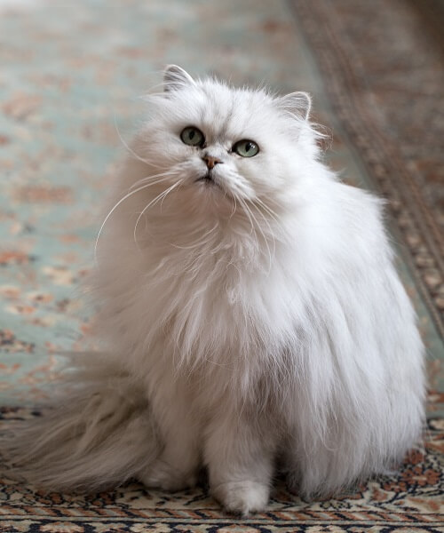 Chantilly / Tiffany Cat History