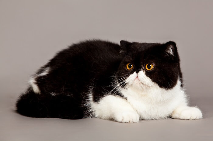 Exotic Shorthair Cat History