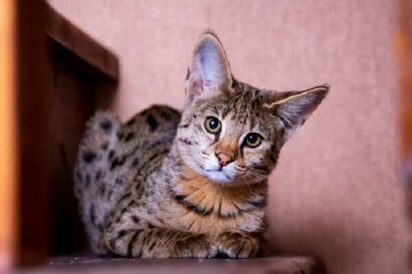 Savannah Cat cat