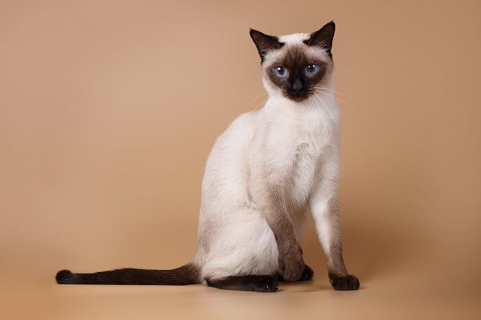 Image of Siamese cats, known for their sleek bodies, striking color points, and almond-shaped blue eyes, in a captivating and regal group pose.