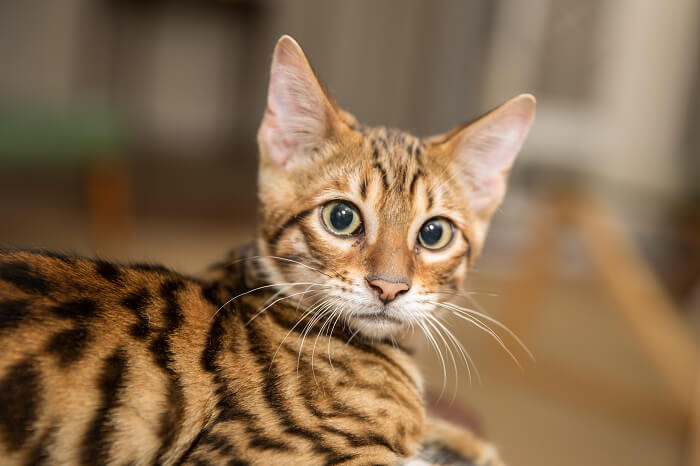 About the Toyger Cat