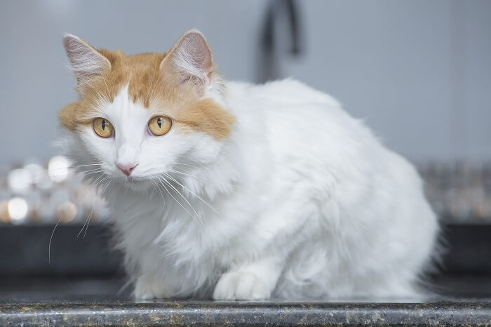 Turkish Van Cat Care