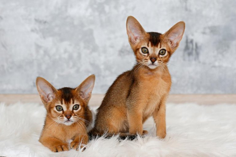 About the Abyssinian Cat