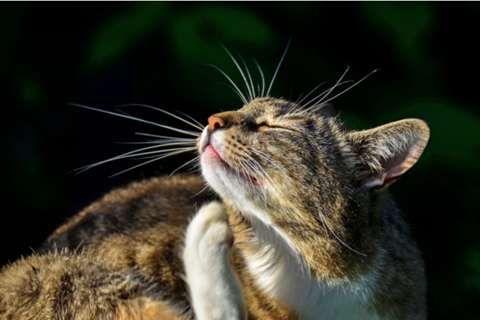 cat scratching due to allergies