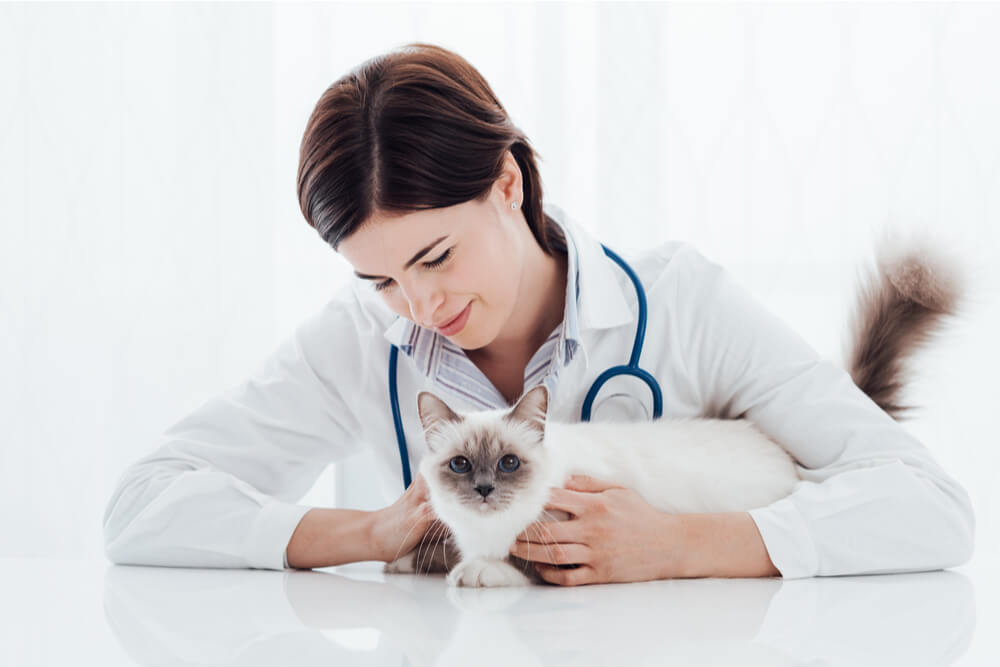 Gabapentin for Cats at Vet