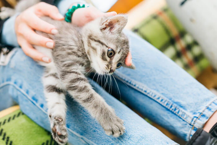 An image illustrating the topic of addressing a cat that is vomiting blood.