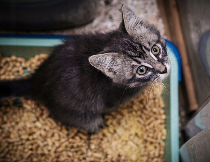 Toilet training cat in a litter box