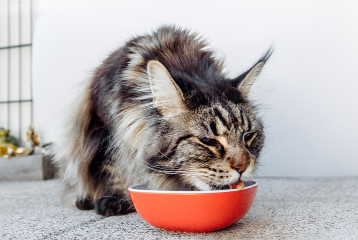 How much to feed a cat to lose weight