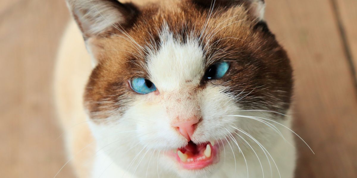 cross-eyed cat with blue eyes