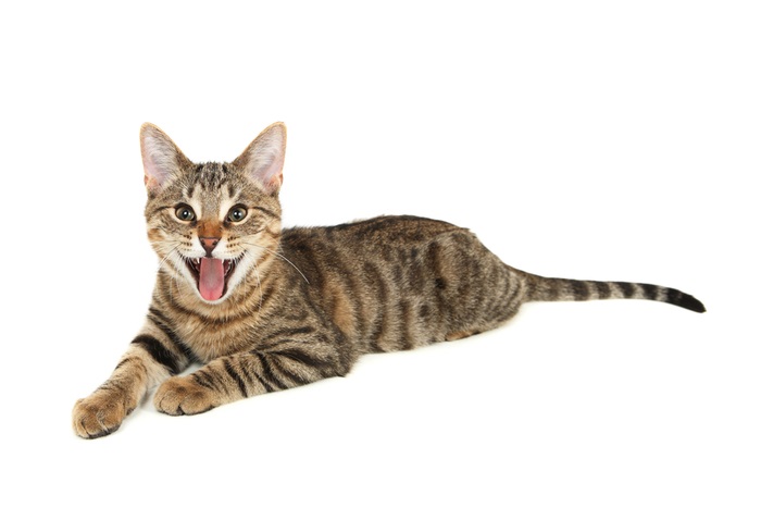 Cat panting