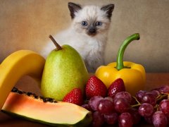 kitten plays with vegetables and fruits