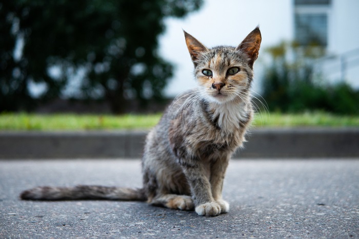 A thin and undernourished cat with visible ribs and a frail appearance, indicating possible malnutrition or health concerns.