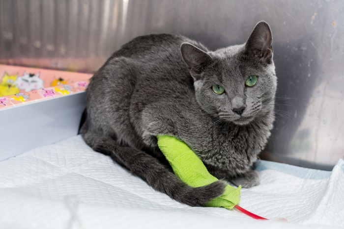 A gray cat is sitting on a bed with a green toy.