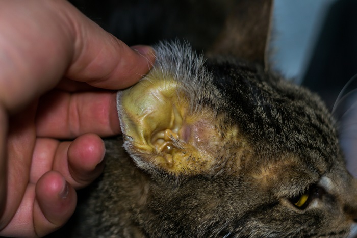 A cat's ear is being touched by a person.