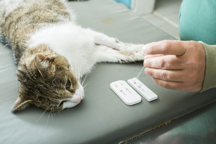 An image showing a veterinarian conducting a blood test on a cat