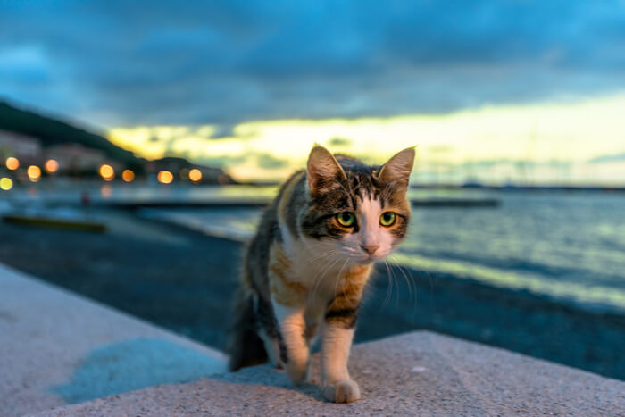 An educational image illustrating how a cat's eyes and brain collaborate during hunting, depicting a cat's focused gaze and its brain's processing of visual cues, showcasing the intricate coordination essential for successful predatory behavior.