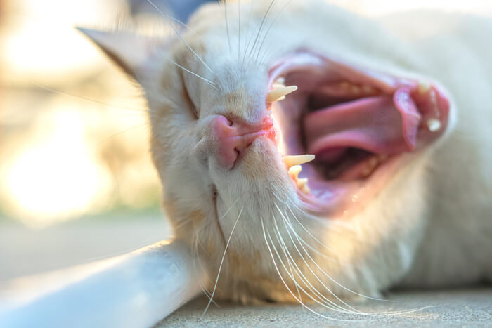 Visual representation of a cat with bad breath, highlighting the significance of dental care and regular check-ups to address potential oral health issues that can affect a cat's overall well-being.