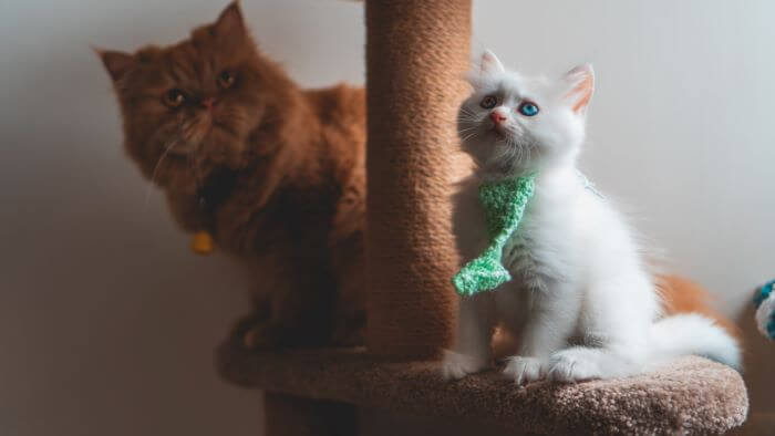 Cats on a Cat Tree Scratcher