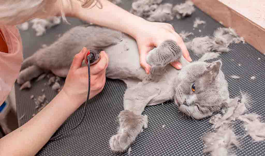 groomer shaving a cat