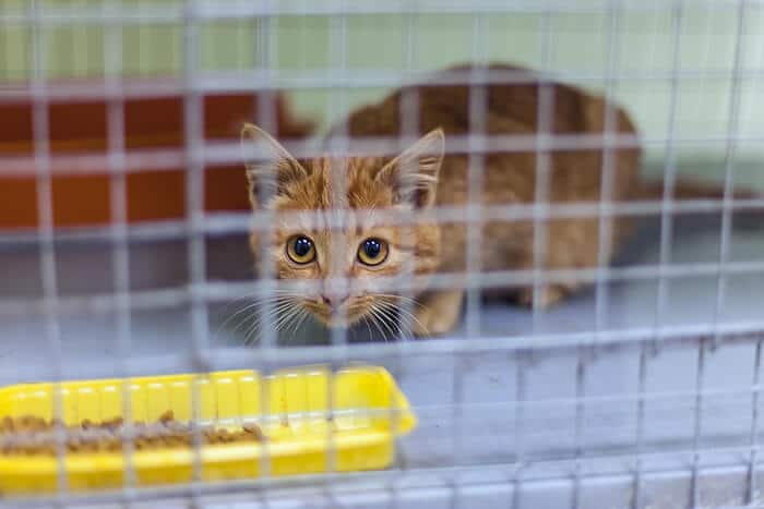 fearful cat inside a cat cage