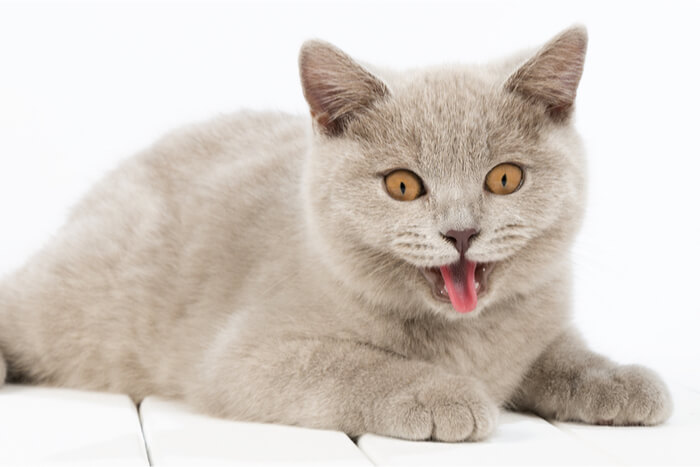 Image depicting a kitten panting, possibly due to exertion or heat, highlighting the need to monitor cats in such situations for their comfort and safety.