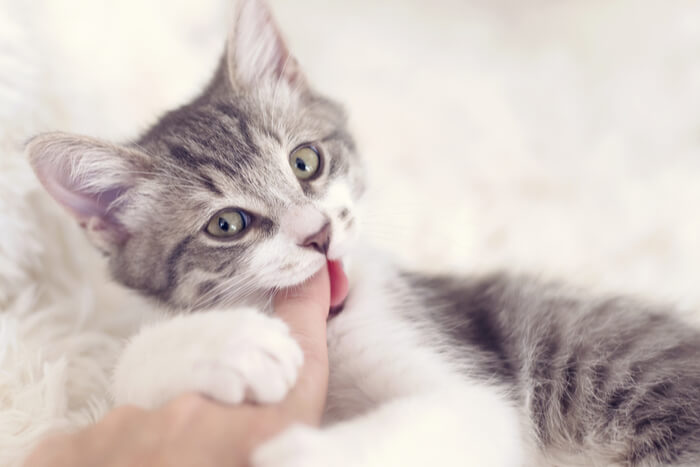 Young kitten playfully biting a finger, displaying typical playful behavior and teething exploration.