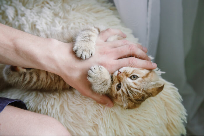 Young kitten enthusiastically playing with a hand, showcasing its energetic and playful nature through interactive behavior.