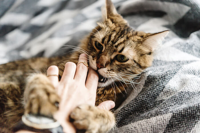 Curious cat gently nibbling on a person's finger, illustrating the common behavior of cats exploring their environment through gentle bites.