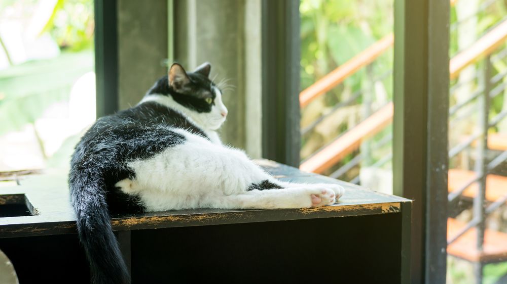 A black and white cat, showcasing the classic color pattern of this feline.