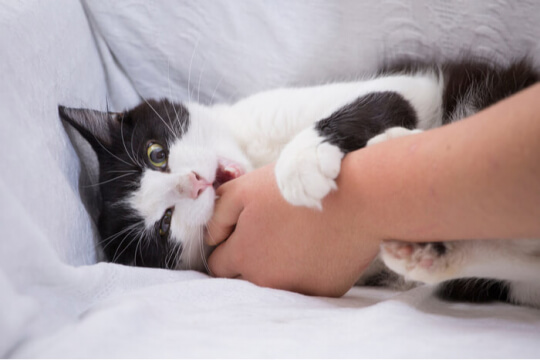 An image capturing a playful moment of a cat biting onto an object, showcasing its natural curiosity and interactive behavior.